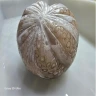 Octopus Indonesia